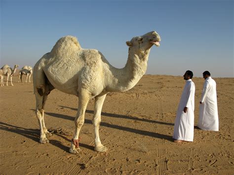 Fotos Gratis Paisaje Desierto Camello Fauna Vertebrado Arabia