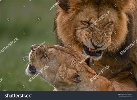 Closeup Portrait Lion Lioness Mating Pair Stock Photo 1084744802