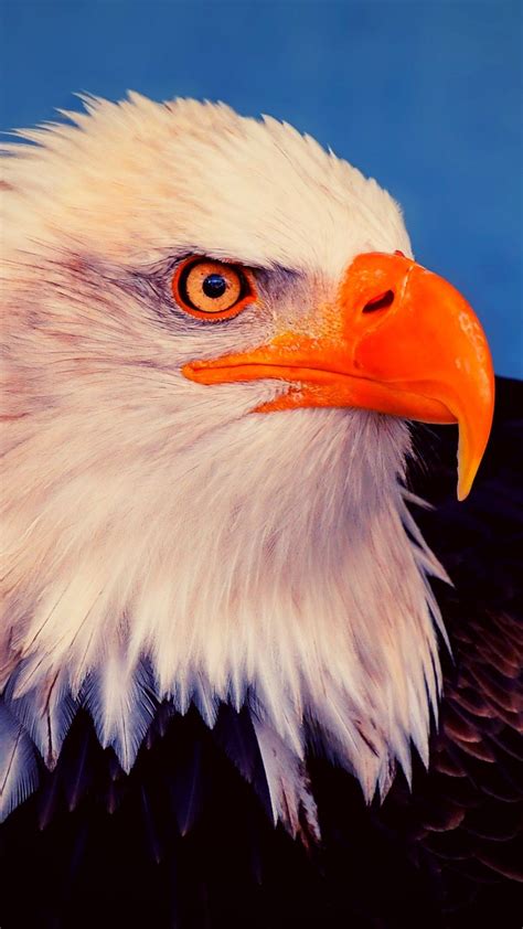 Eagle iPhone Wallpaper: Best HD Wallpaper Free Download | Eagle