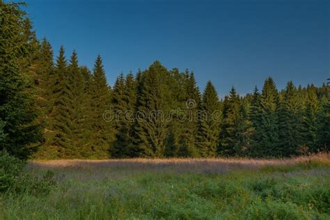 Color Morning Meadows And Forests Near Stozec Village In Summer Stock