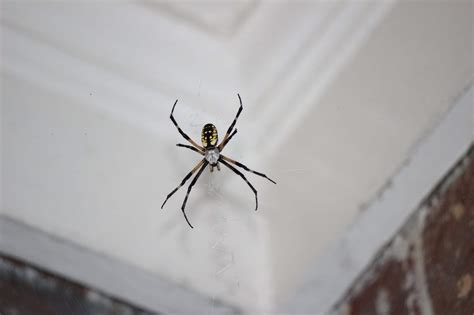 Common Poisonous Spiders Found In North Carolina Pest Management