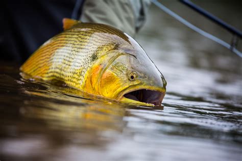 In Search of the Golden Dorado | Hatch Magazine - Fly Fishing, etc.
