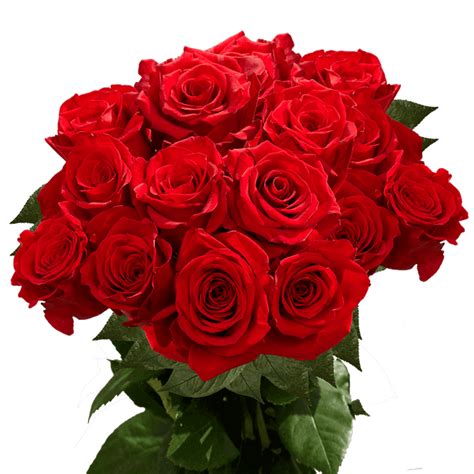 75 X Long Stems Of Red Freedom Roses Beautiful Fresh Cut Flowers