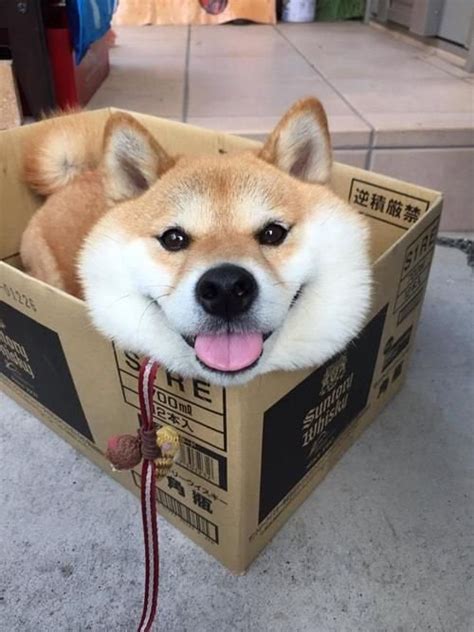 Cute Box Doggo Rpics