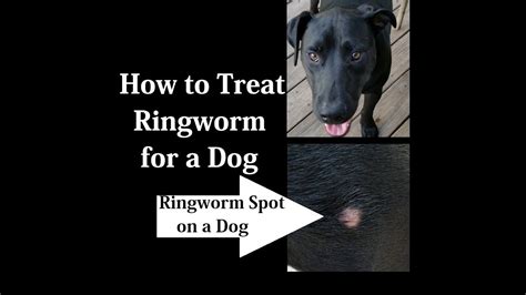 How To Treat Ringworm For A Dog At Home Youtube