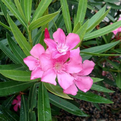 Nerium Oleander Margarita Vente Laurier Rose