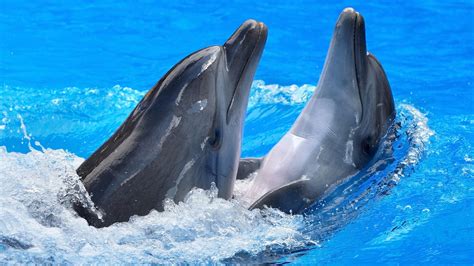 Картинки пара дельфинов плавает вода дельфин обои 1920x1080