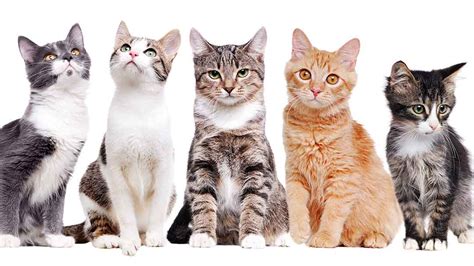 View cats of with selected color. Cat Colors - Unravelling The Secrets Of Cats' Beautiful Coats