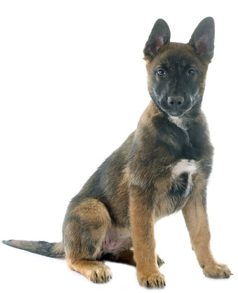 Texans open their big hearts to their beautiful canine family members and welcome them into their homes. Belgian Malinois Puppies Breed information & Puppies for Sale