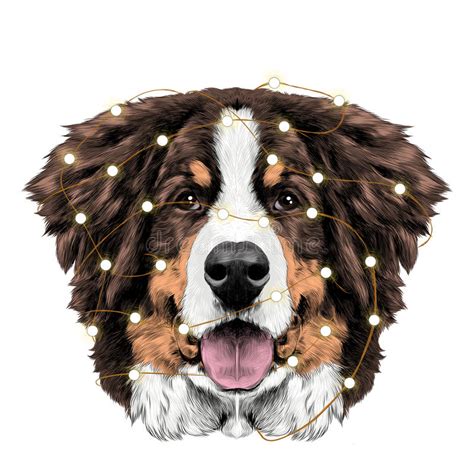 Bernese mountain dog art portrait canvas print of la shepard | etsy. The Dog Head Bernese Mountain Dog Sketch Vector Stock ...