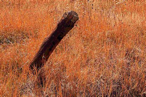How To Make Osage Orange Fence Posts Homestead On The Range