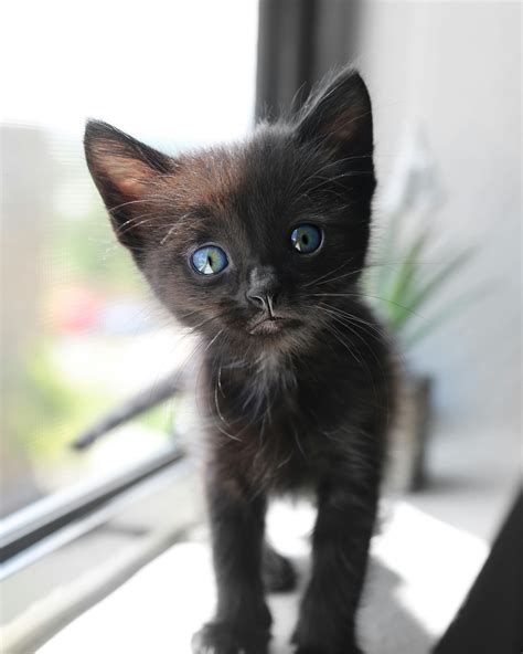 Cute Short Fur Black Kitten With Blue Eyes · Free Stock Photo