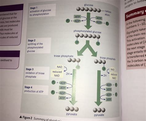 Glycolysis Diagram Quizlet