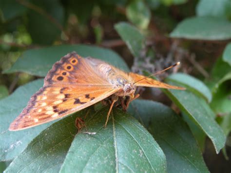 Aubunique Hackberry Emperor Butterfly Takes A Break After Long Hot