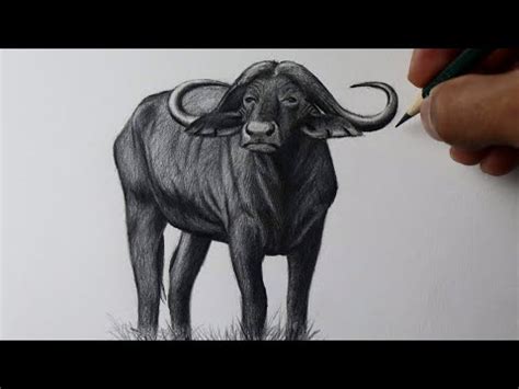 Como desenhar um Búfalo realista PASSO A PASSO YouTube