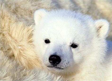 Baby Polar Bear Cub Babies Pinterest