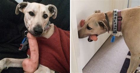 Dog Found Huge Dildo In Owners Bedroom And It Is His Favourite Toy Now