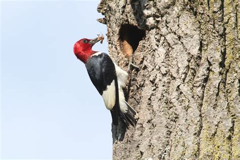 Red Headed Woodpecker Birds Of Nebraska Online