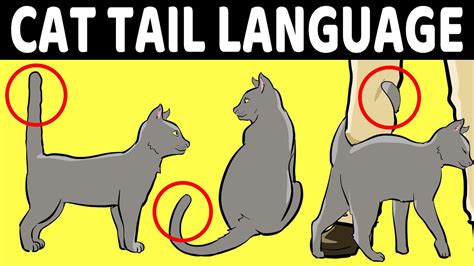Your Cats Tail Language Finally Explained Youtube