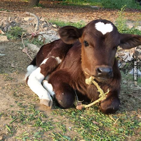 I Present To You My Cow Who Has A Heart On Her Head 9gag