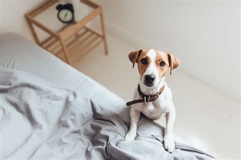 Measuring devices should be used to make proper disinfectant dilutions for best results. How to Disinfect a Home After Your Dog Has Parvo | Cuteness
