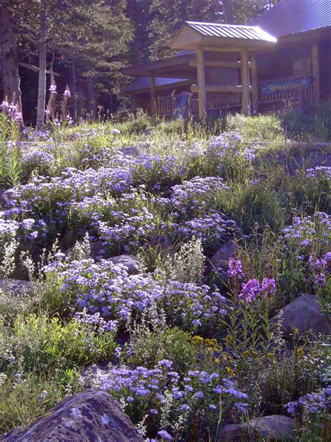 Walmart.com has been visited by 1m+ users in the past month Grand Mesa Visitor's Center Wildflower Garden