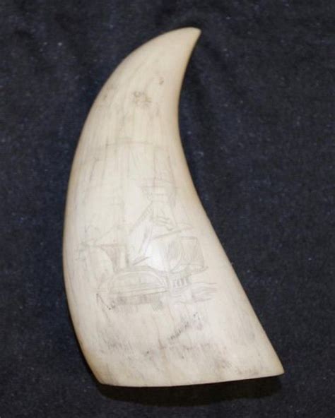 Etched Decorated Whale Tooth Scrimshaw 14cm Scrimshaw Precious Objects