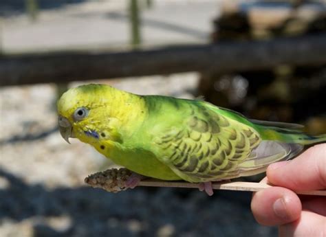 How To Take Care Of Budgie Complete Guide Imparrot
