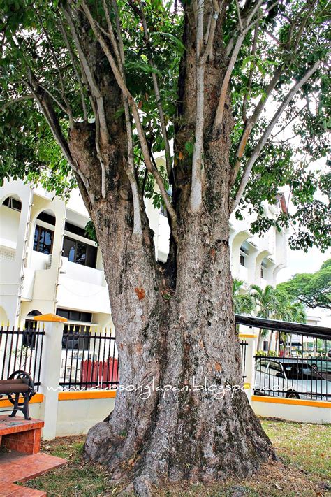 Pokok Getah Tertua Malaysia D08