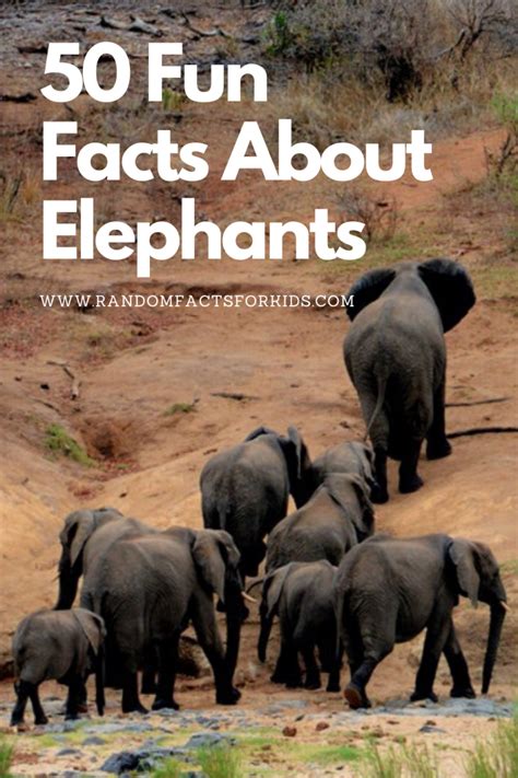 50 Fun Facts About Elephants • Random Facts For Kids