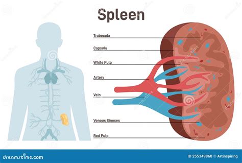 Spleen Cross Section Structure Lymphatic And Immune System Blood