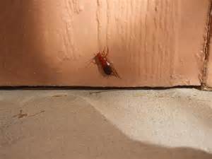 Pest control tucson, united states, pest removal services, critters, extermination, vermin control, rat catcher. Oriental Roaches - Tucson Exterminators | AMA Exterminating - Tucson Pest Control