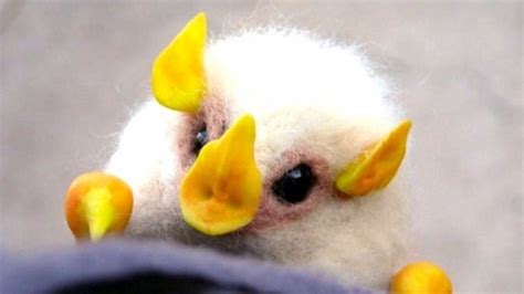 천막박쥐 ( uroderma bilobatum )는 주걱박쥐과 (신세계잎코박쥐과)에 속하는 박쥐 의 일종이다. 핏찌 :: 멸종위기 박쥐 온두라스 박쥐