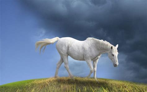View Horse Wallpaper Laptop Background