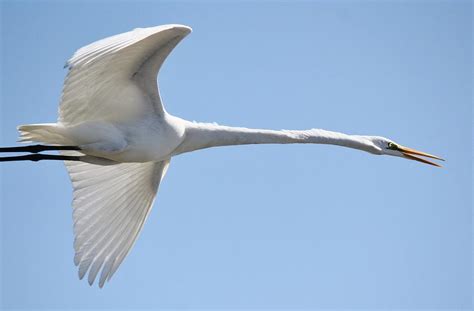 Long Neck Photograph By Paulette Thomas Fine Art America