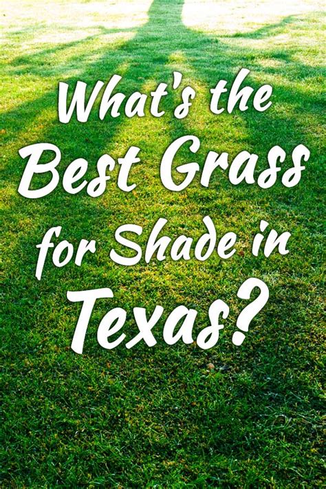 Whats The Best Grass For Shade In Texas