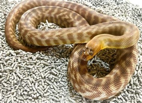 Woma Adult Male Proven Breeder Big Sky Reptiles