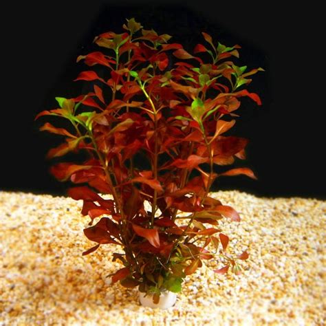 Ludwigia Repens • Rubin Red Przycinanie Opis Roślin Wymagania