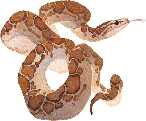 Snake Watercolor Animal Ink Traditional Painting Watercolor