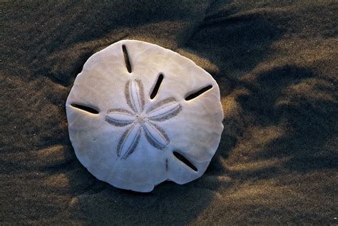 The Secrets Of The Sand Dollar Middletown Nj Patch