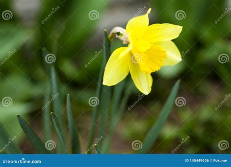 `narcissus` Yellow Daffodil First Summer Flowers Stock Photo Image Of
