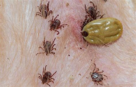 5 Most Common Ticks In Illinois Pointe Pest Control Chicago Pest