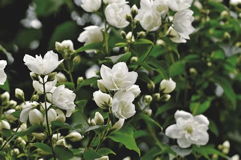 Complete Guide To Jasmine Plants Flower Glossary