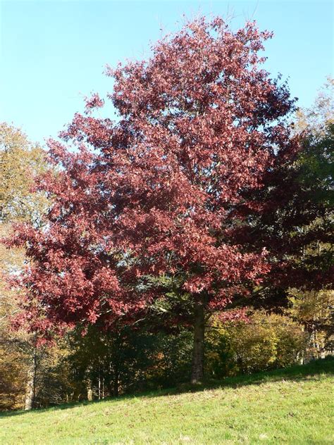 Quercus Coccinea Trees And Shrubs Online