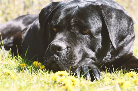 Cane Corso Dog Breeds Complete Profile History And Care