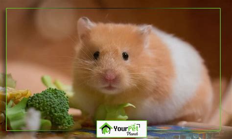 Teddy Bear Hamster Guide Coat Diet And Caging Your Pet Planet