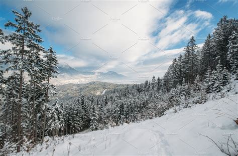 Pine Trees Forest Covered With Snow High Quality Nature Stock Photos