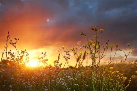 Wildflowers At Sunset Natural Landscape Stock Photo Image Of Daisy