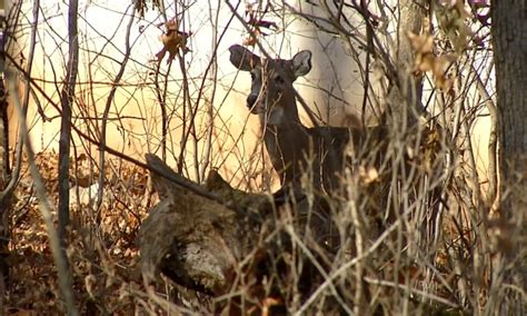 Hunter Dies In Arkansas After Deer He Shot Attacks Him