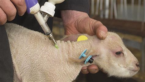 How The Sheep Industry Plans To Reduce Antibiotics Use Farmers Weekly